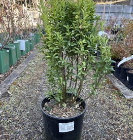 Euonymus Paloma Blanca