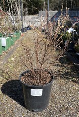 Potentilla Pink Beauty