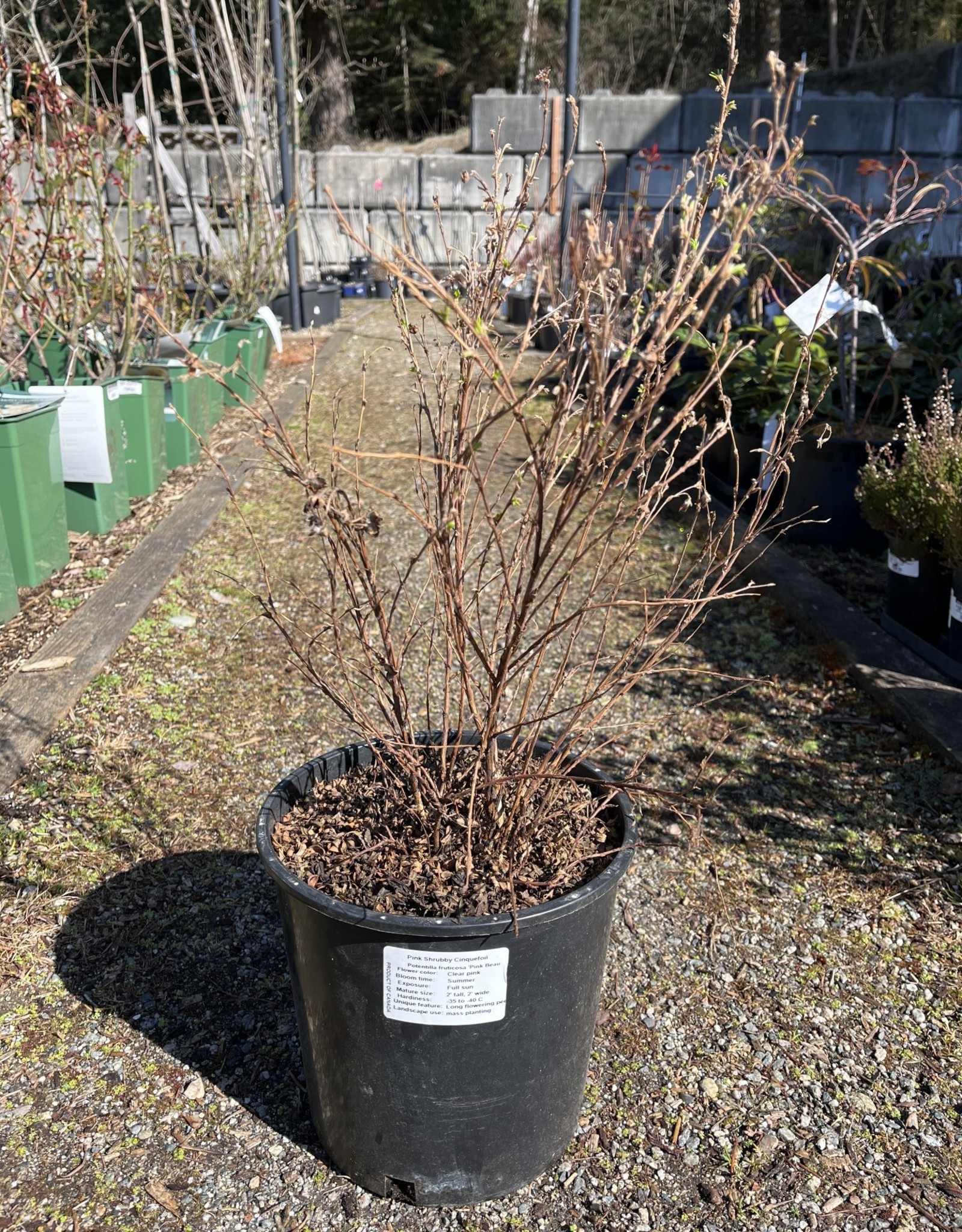 Potentilla Pink Beauty