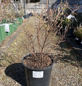 Potentilla Pink Beauty