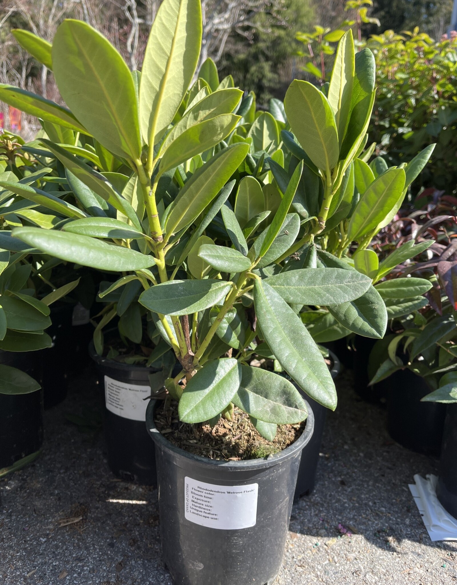 Rhododendron Melrose Flash 1 gal