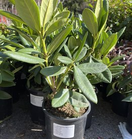 Rhododendron Melrose Flash 1 gal