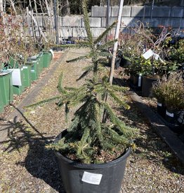 Spruce - Picea Abies Pendula 5 gal