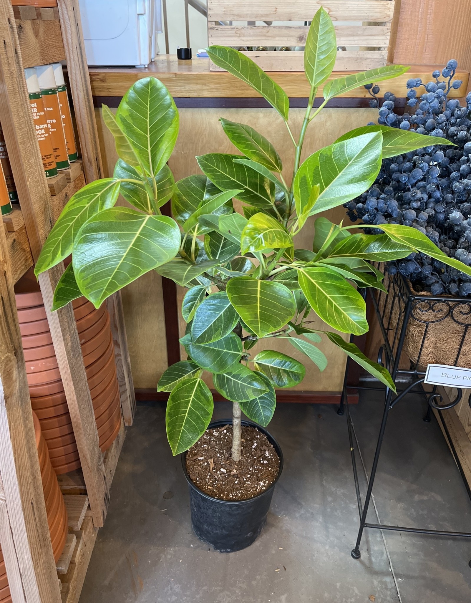 Ficus Yellow Gem Standard 10 inch