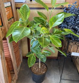 Ficus Yellow Gem Standard 10 inch