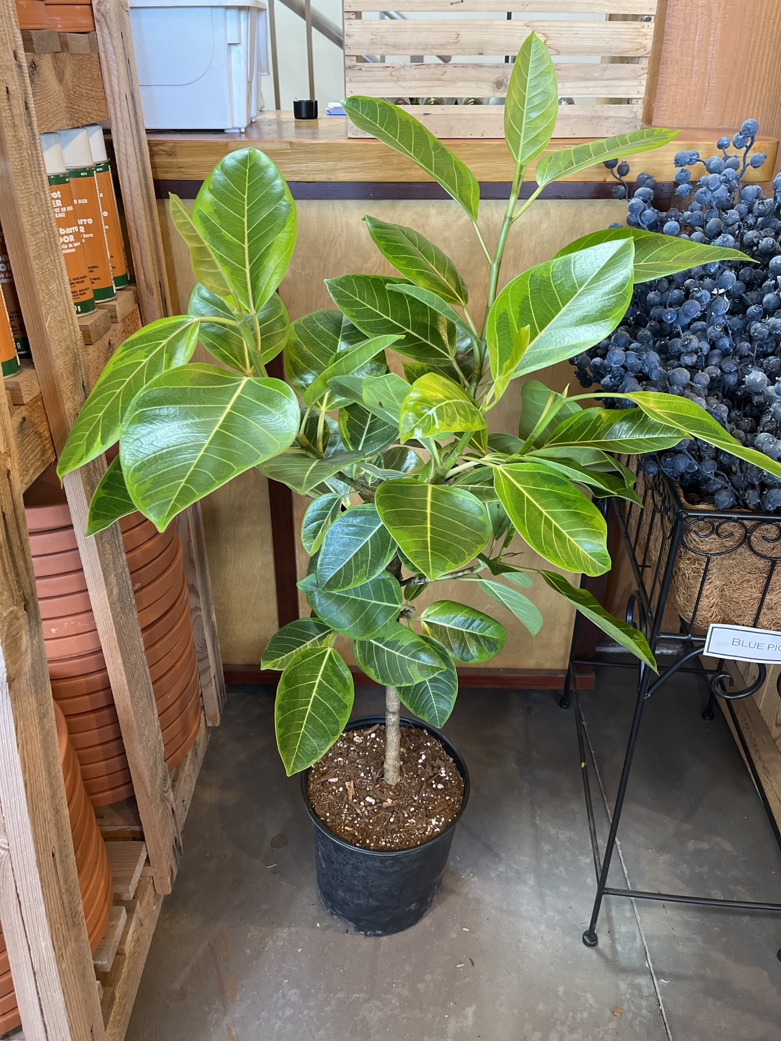 ナタネ FA/GARDENIA #070 GEM MT 10 ナタネ FA/GARDENIA #070 GEM MT