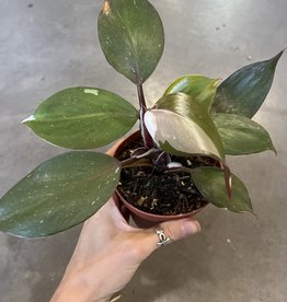 Philodendron White Knight 4 Inch