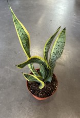 Snake Plant 6 inch