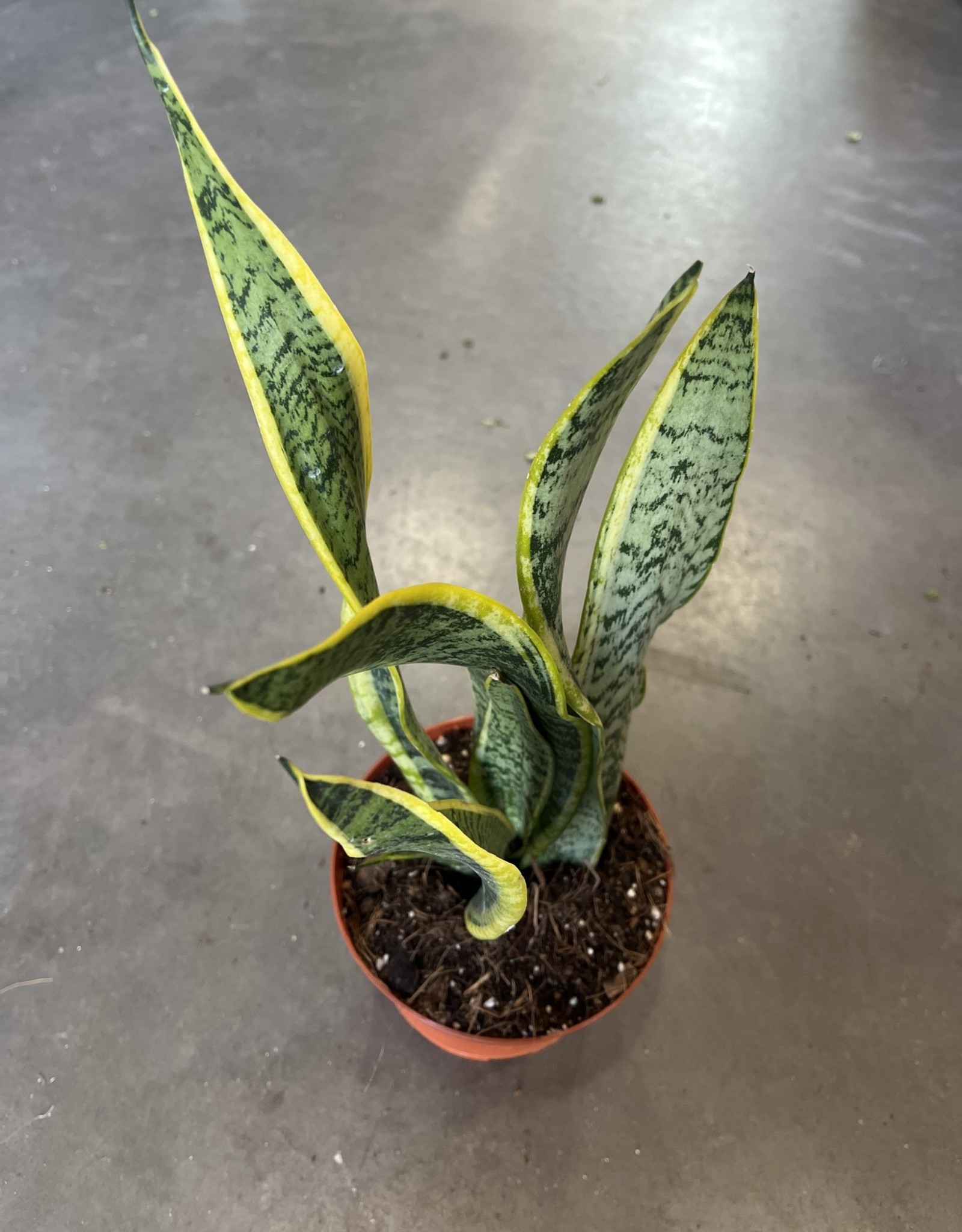 Snake Plant 6 inch