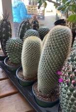 Cactus 4 inch