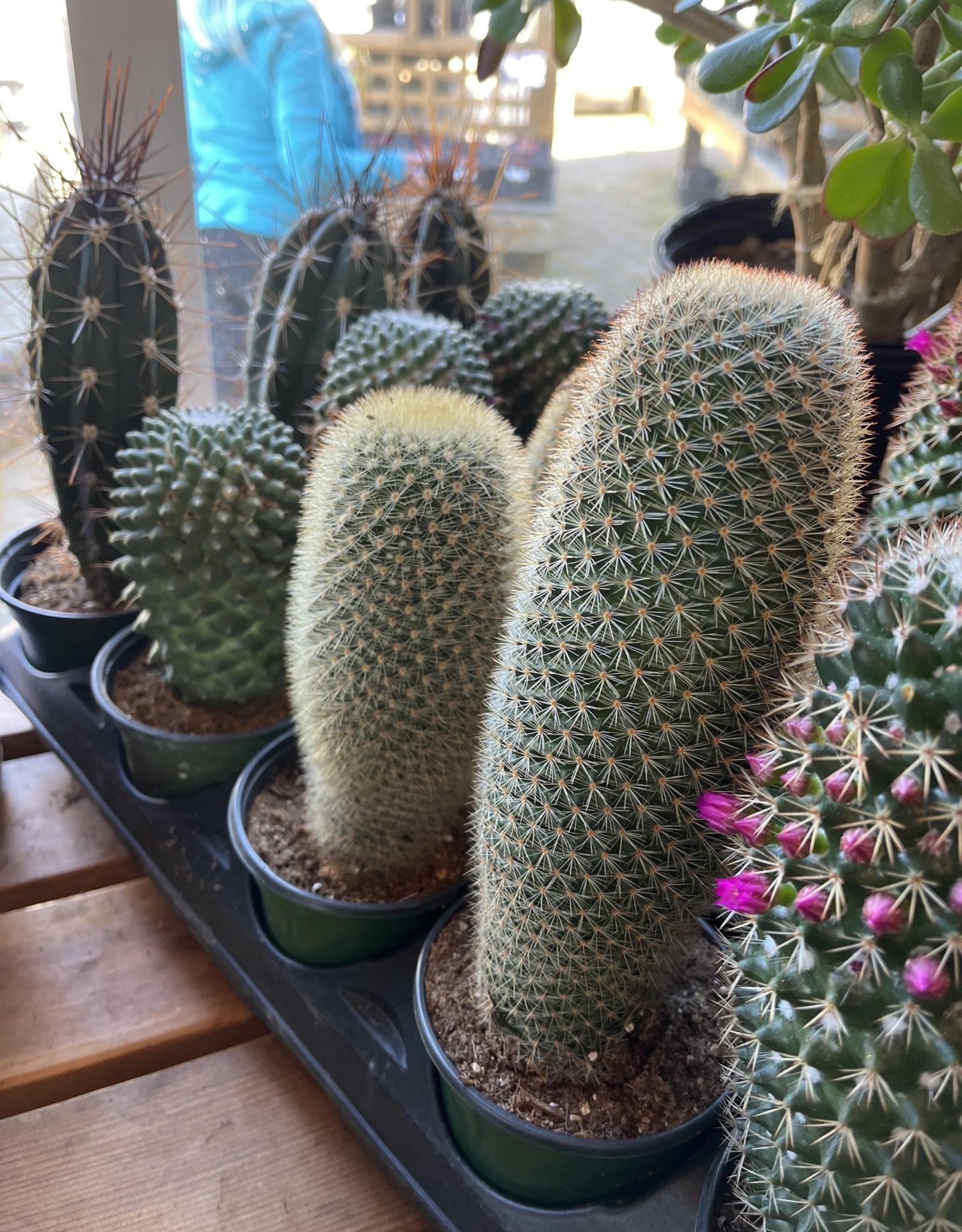 Cactus 4 inch