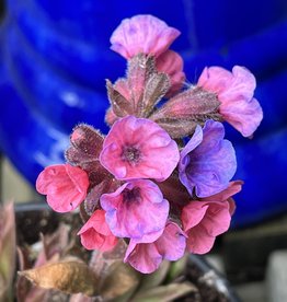 Pulmonaria - Lungwort - Pretty in Pink 1 Gal