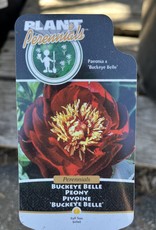 Peony - Paeonia - Buckeye Belle 5gal
