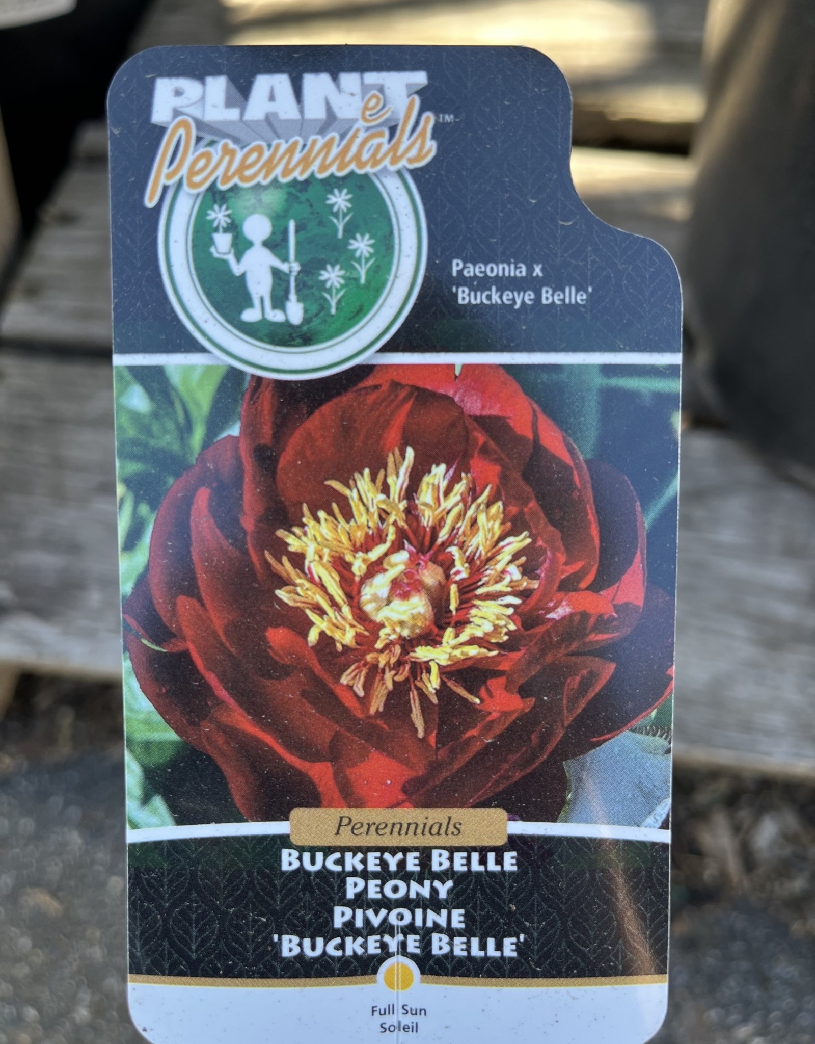 Peony Buckeye Belle 5gal