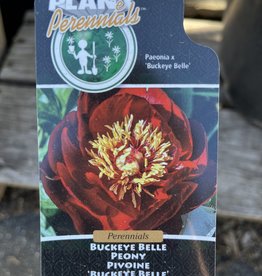 Peony - Paeonia - Buckeye Belle 5gal