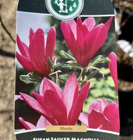 Magnolia Susan 2gal
