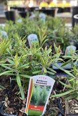 Rosemary 4 inch