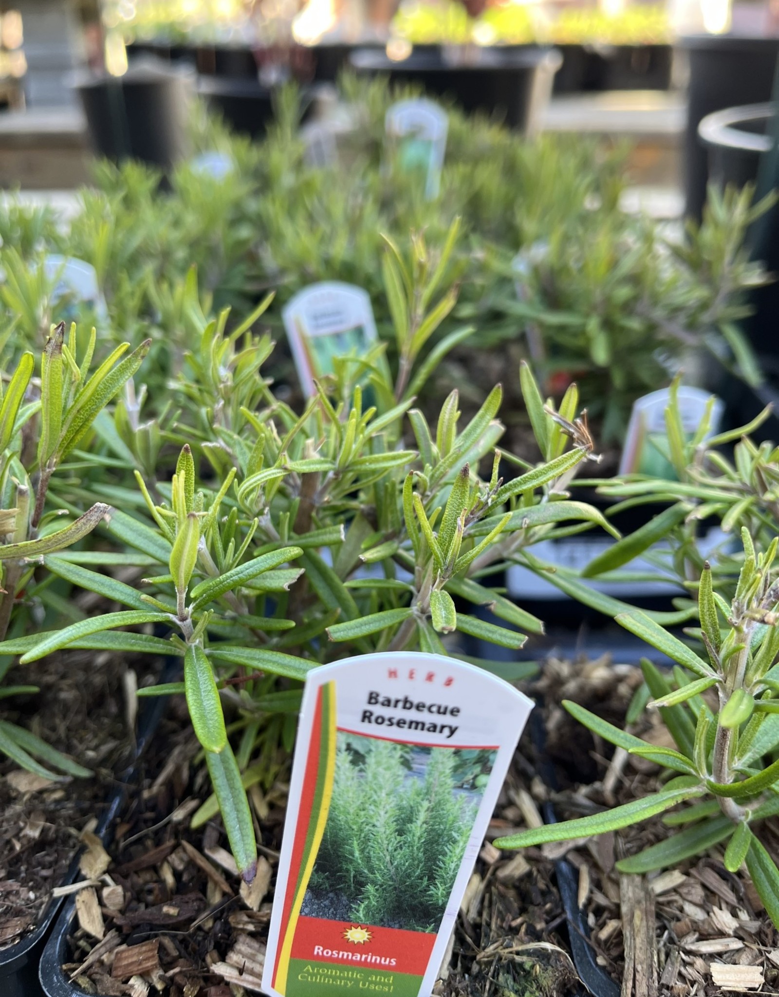 Rosemary 4 inch