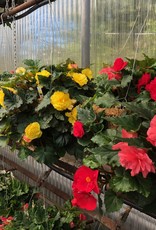 Moss Hanging Basket Begonia 14 inch