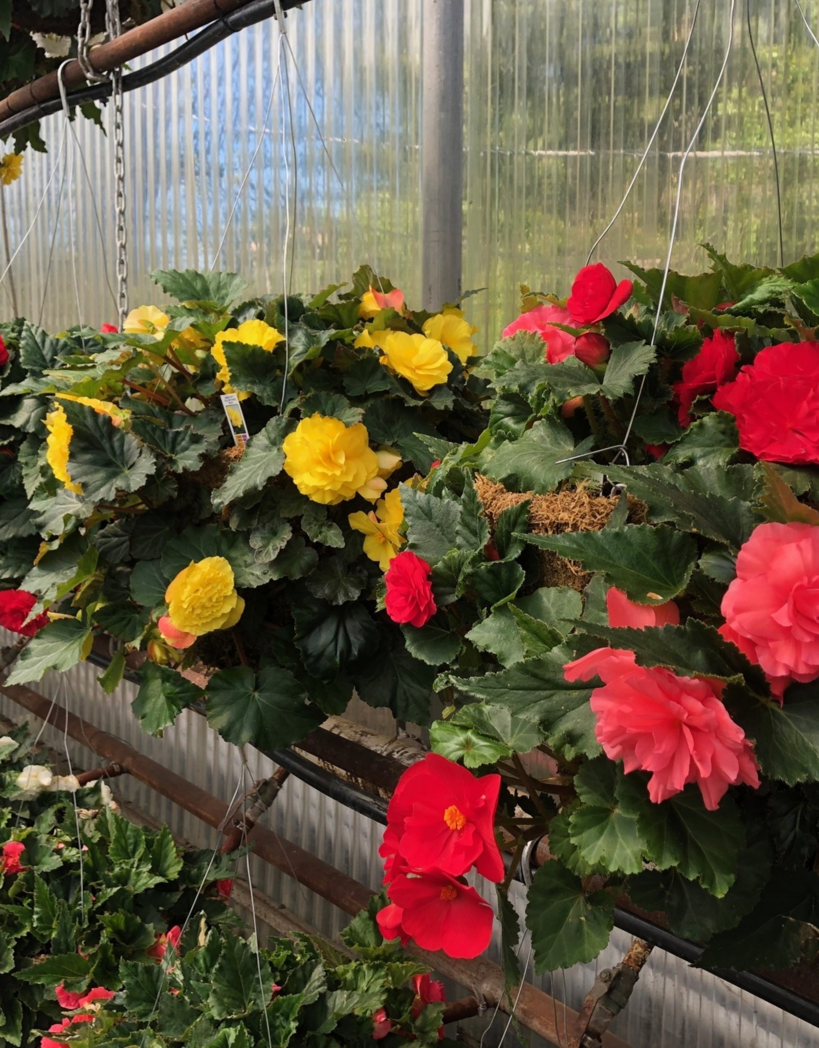 Moss Hanging Basket Begonia 14 inch