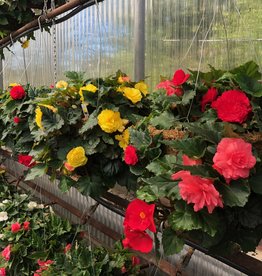 Moss Hanging Basket Begonia 14 inch