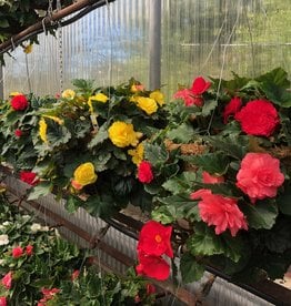 Moss Hanging Basket NonStop Begonia 14 inch
