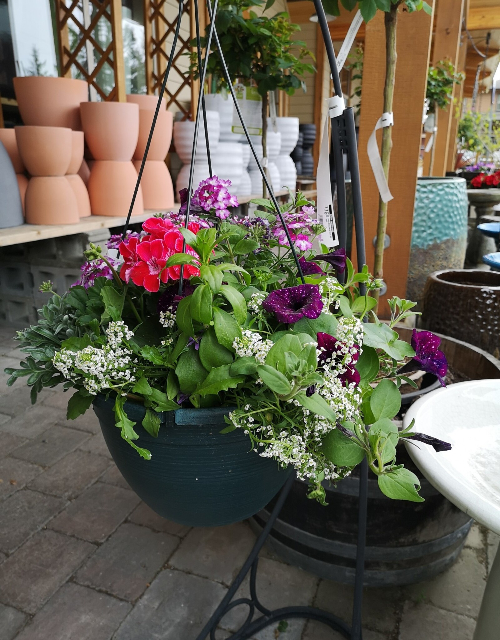 Hanging Basket Mixed - 12 inch