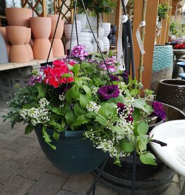 Hanging Basket Mixed - 12 inch
