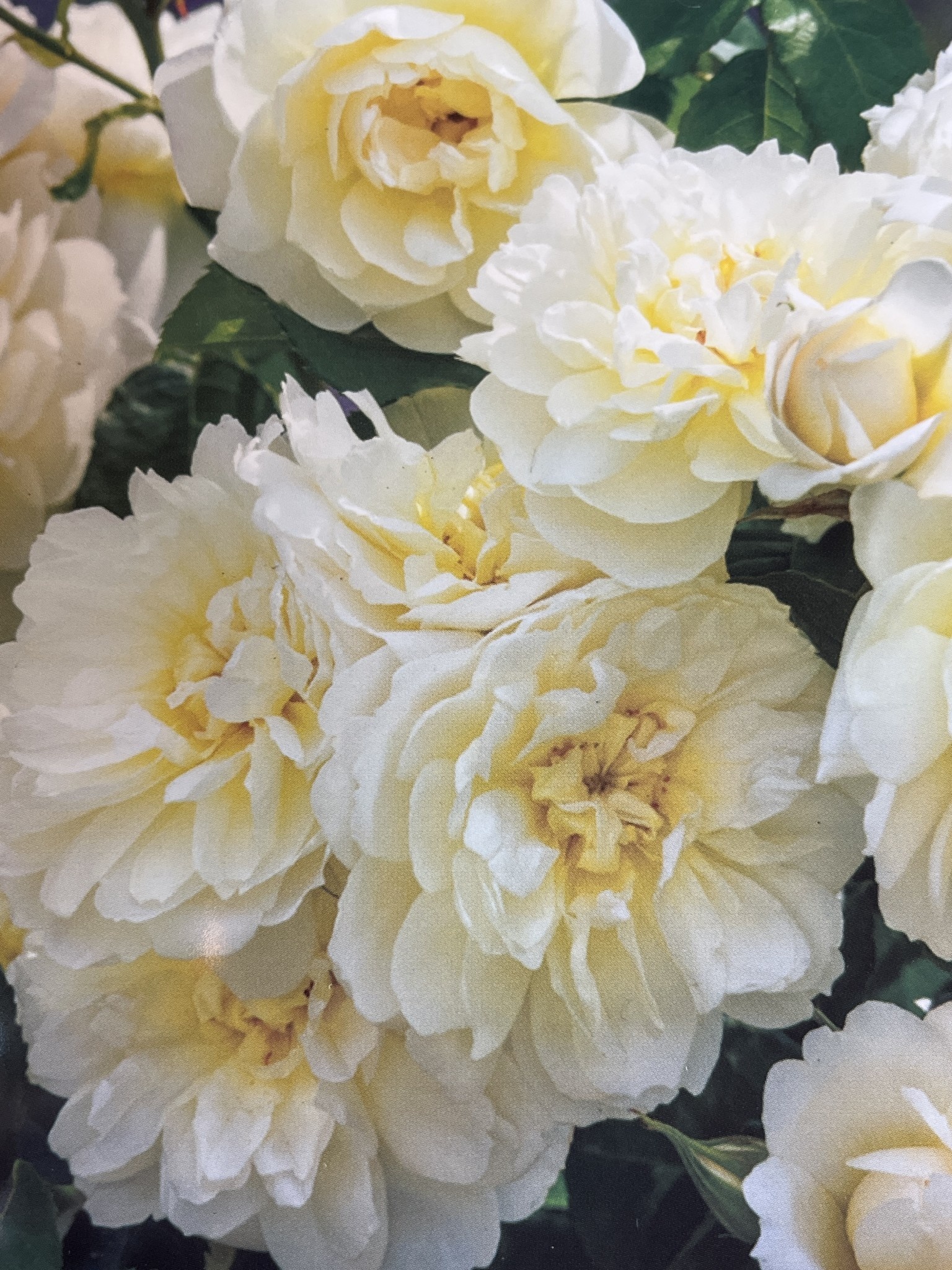 David Austin David Austin Rose Imogen Deluxe Garden Centre