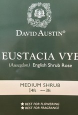 David Austin David Austin Rose Eustacia Vye
