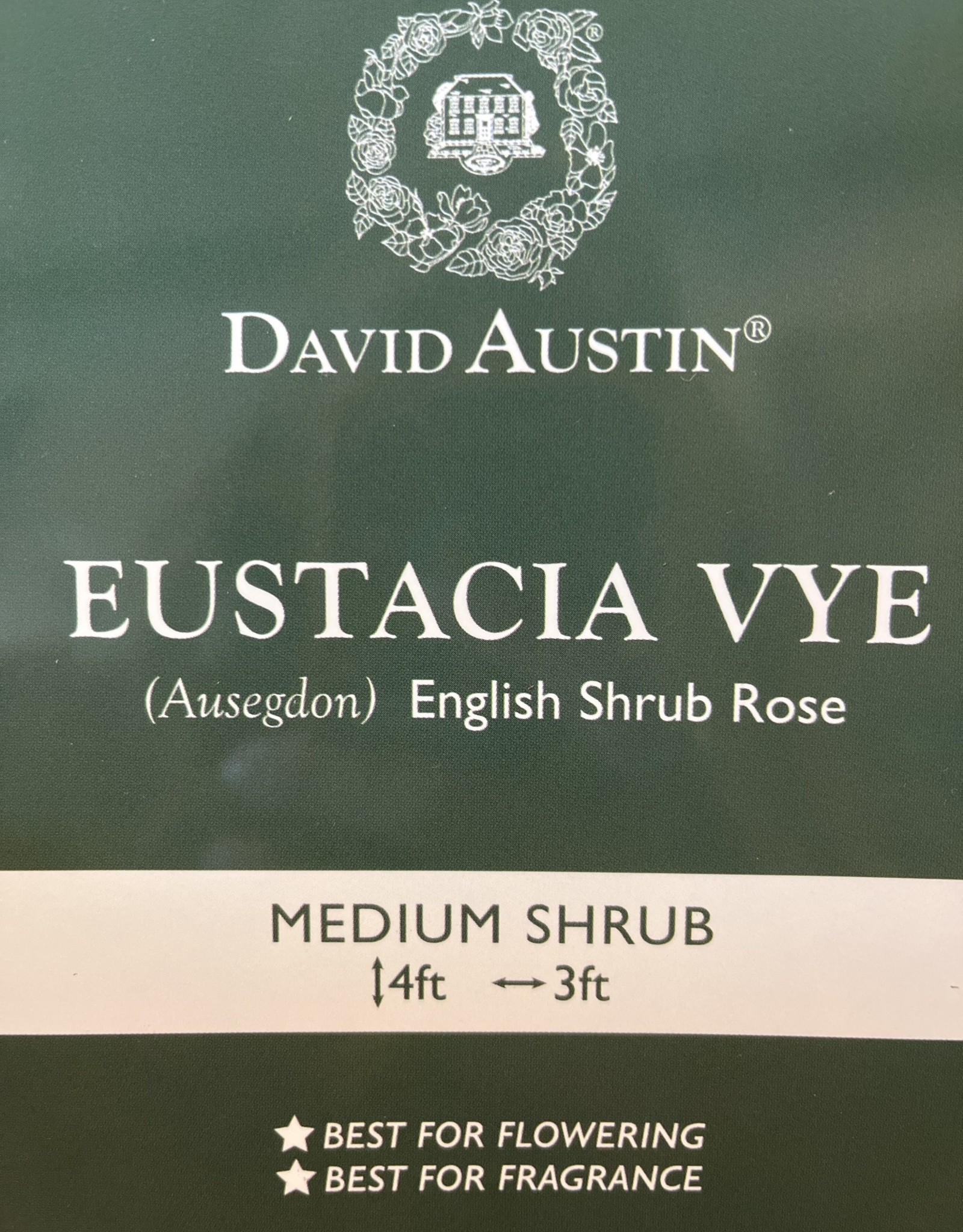 David Austin David Austin Rose Eustacia Vye