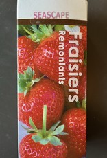 Strawberry Everbearing Day Neutral- Package of 10