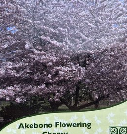 Cherry Flowering Akebono 15 gal