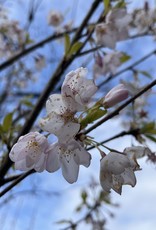 Cherry Flowering Akebono 15 gal