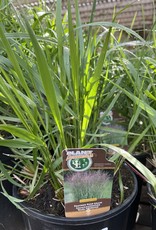 Calamagrostis acutiflora Karl Foerster