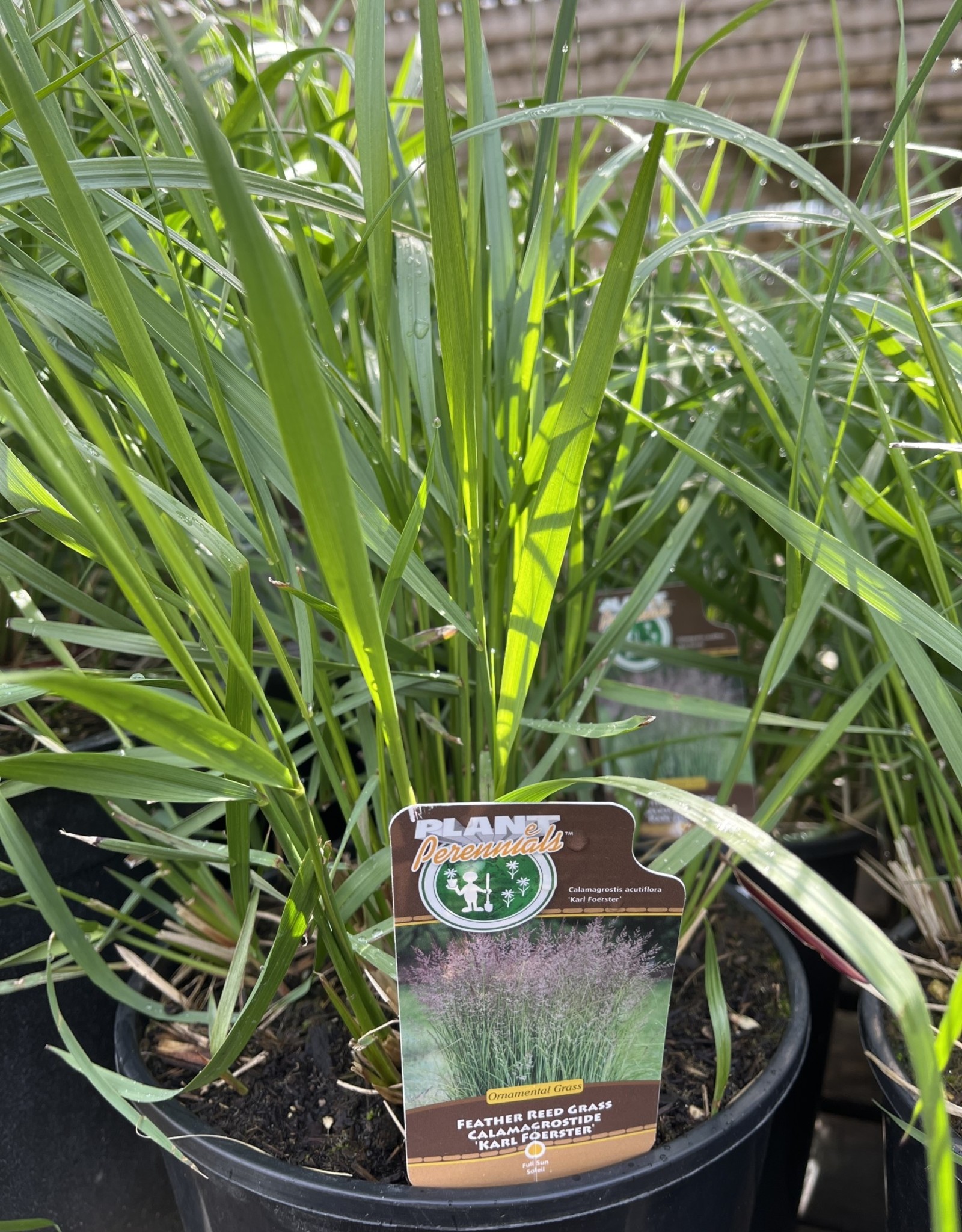 Calamagrostis acutiflora Karl Foerster