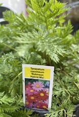 Painted Daisy - Tanacetum - Robinsons Mix 1 gal