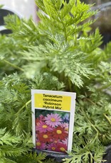 Painted Daisy - Tanacetum - Robinsons Mix 1gal