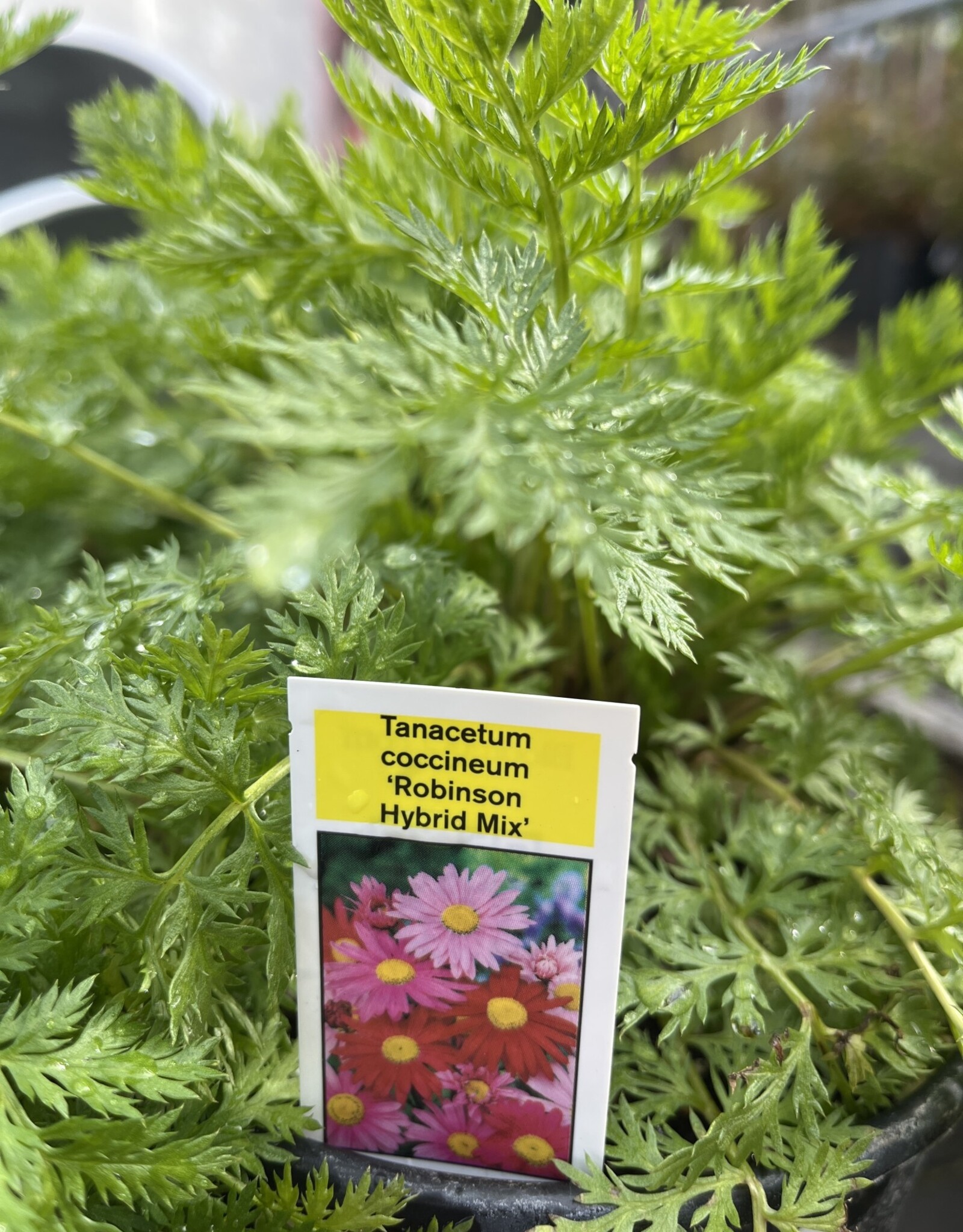 Painted Daisy - Tanacetum - Robinsons Mix 1gal