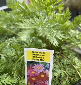 Painted Daisy - Tanacetum - Robinsons Mix 1 gal