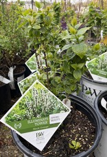 Proven Winners Mockorange - Philadelphus - Illuminati Tower 2 gal