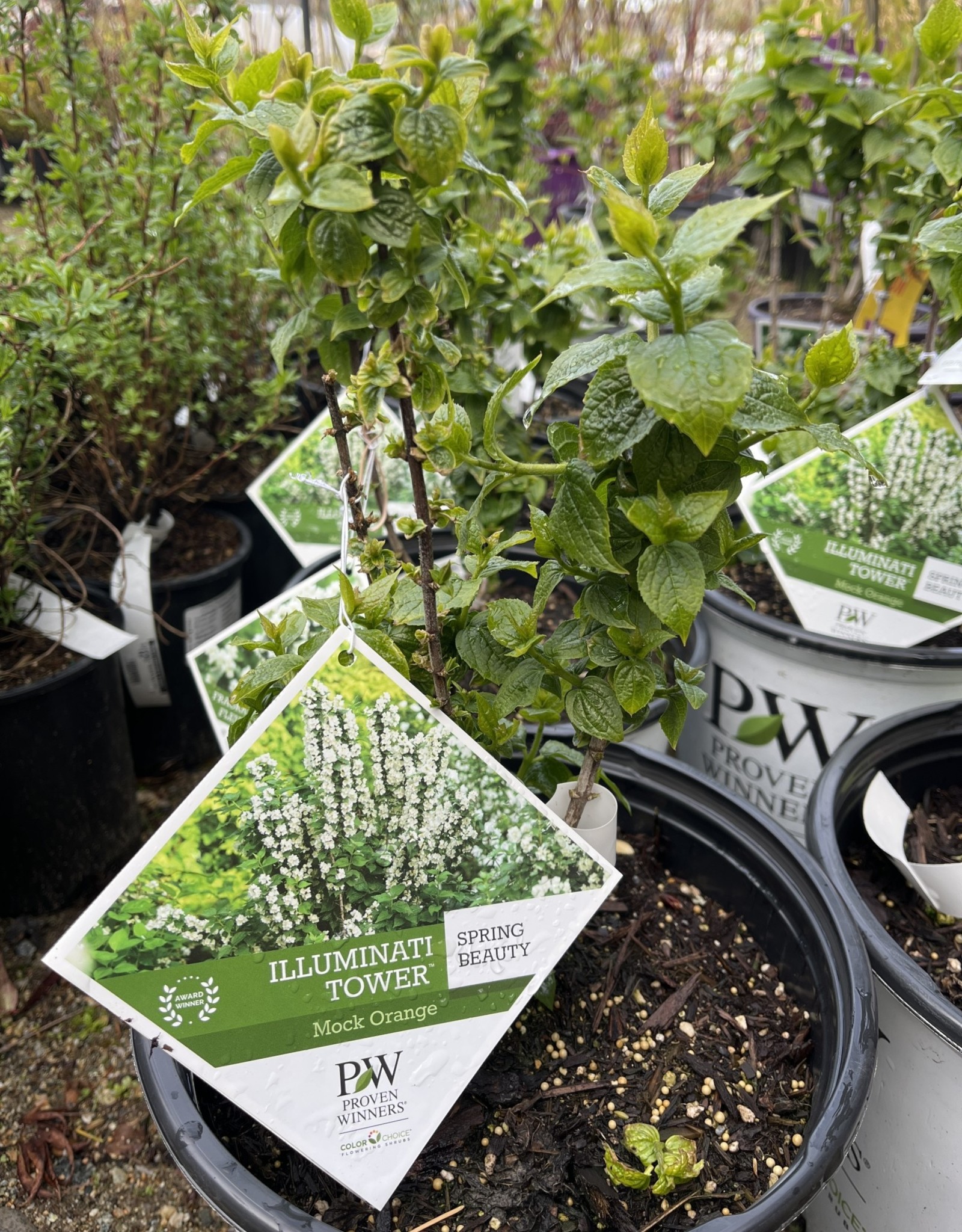 Proven Winners Mockorange - Philadelphus - Illuminati Tower 2 gal