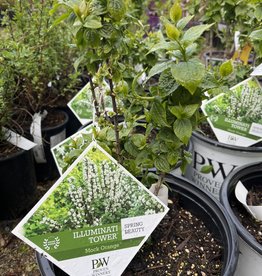 Proven Winners Mockorange - Philadelphus - Illuminati Tower 2 gal