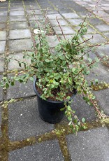 Bearberry - Cotoneaster dammeri - Coral Beauty 1 gal