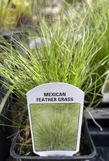 Grass Mexican Feather - Stipa tenuissima 4 inch