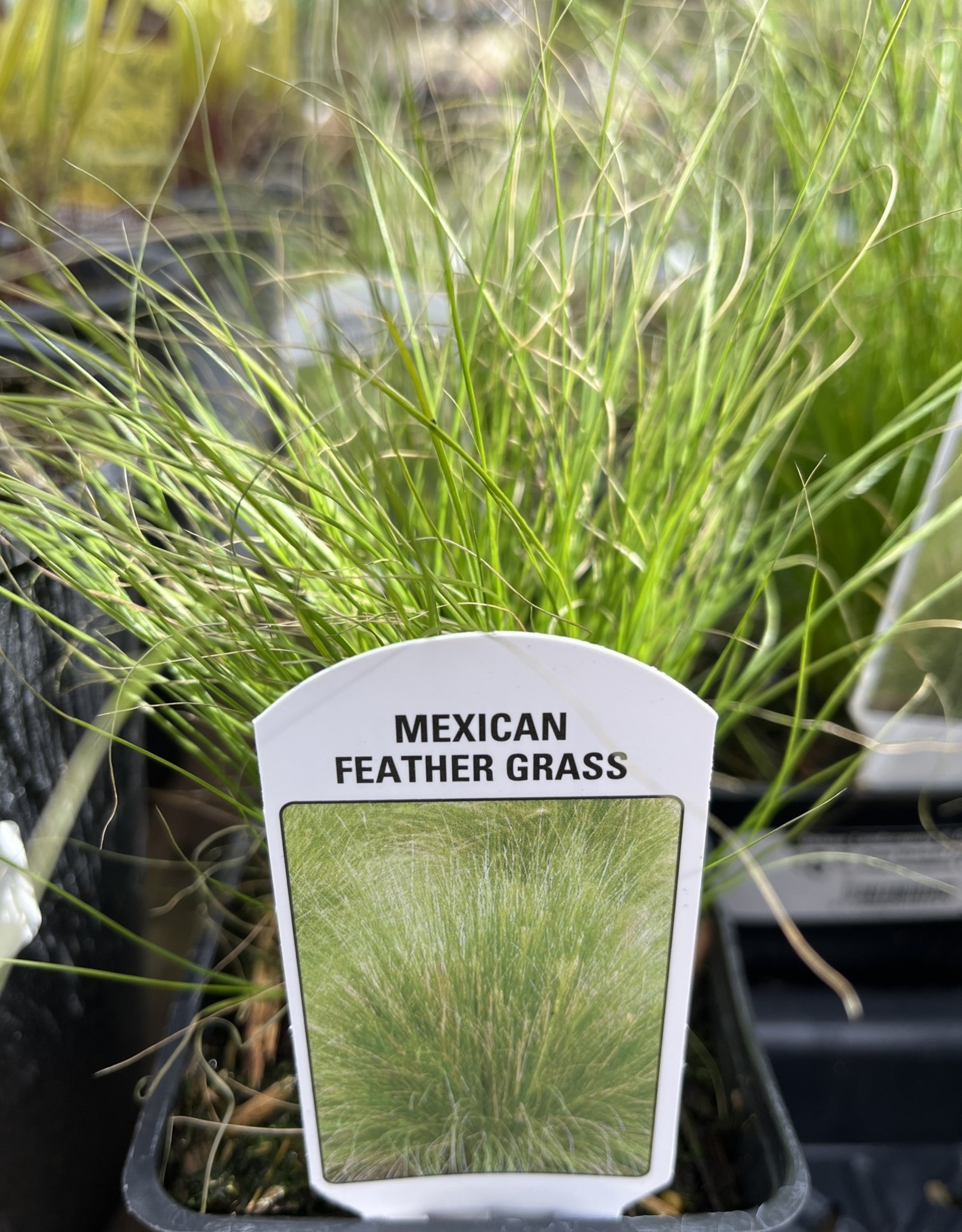 Grass Mexican Feather - Stipa tenuissima 4 inch