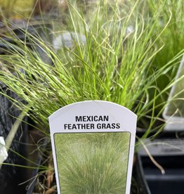 Grass Mexican Feather - Stipa tenuissima 4 inch