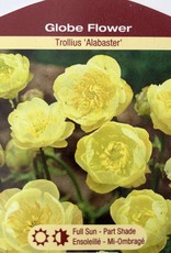 Trollius - Globe Flower - Alabaster 1 gal
