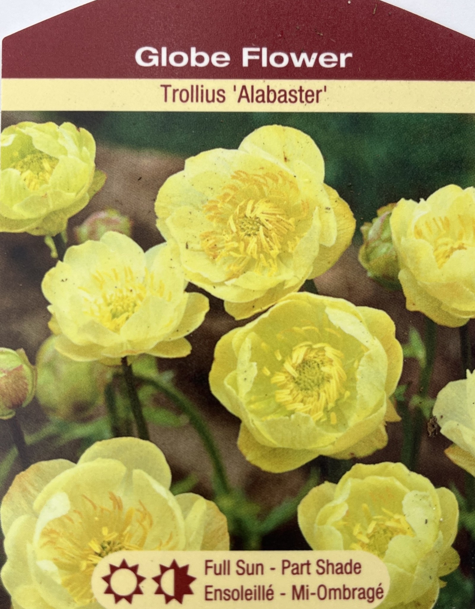 Trollius - Globe Flower - Alabaster 1 gal