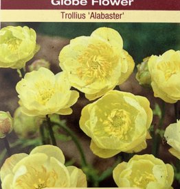 Trollius - Globe Flower - Alabaster 1 gal